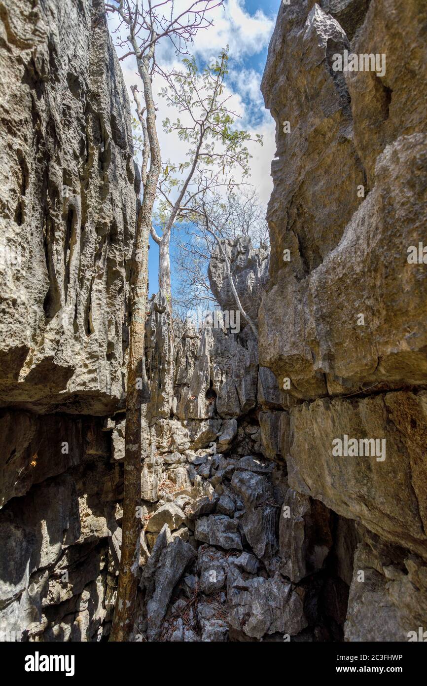 Ankarana Tsingy Steine, nördliches Madagaskar Wahrzeichen Stockfoto