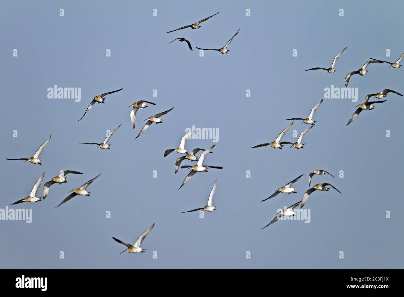 Curlew Schar von Vögeln im Flug Stockfoto