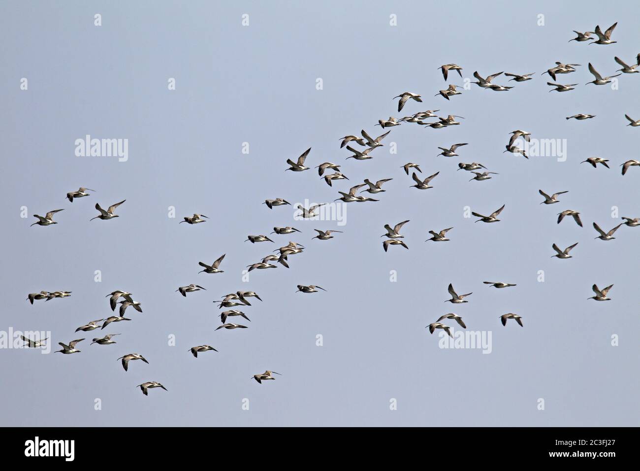 Curlew-Schar von Vögeln im Flug / Numenius arquata Stockfoto