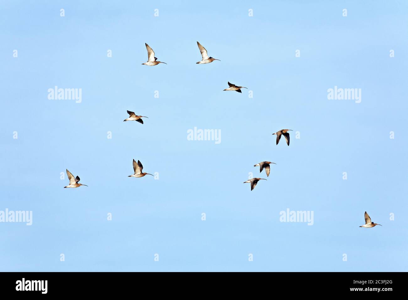 Eurasische Curlew-Schar von Vögeln während Herbst Migration Stockfoto