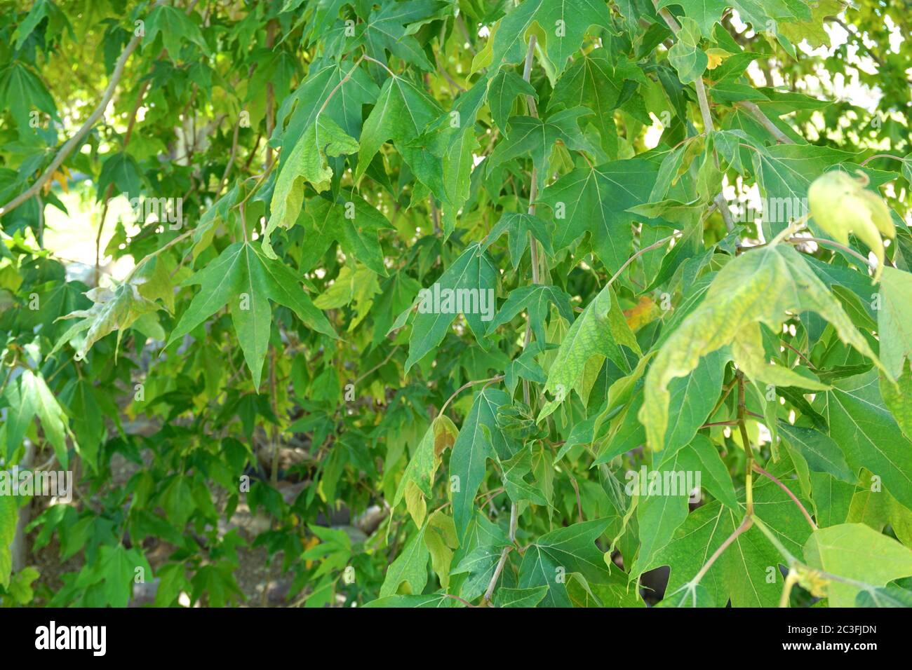 Baumdecke neben dem Flussfelsenbett Stockfoto