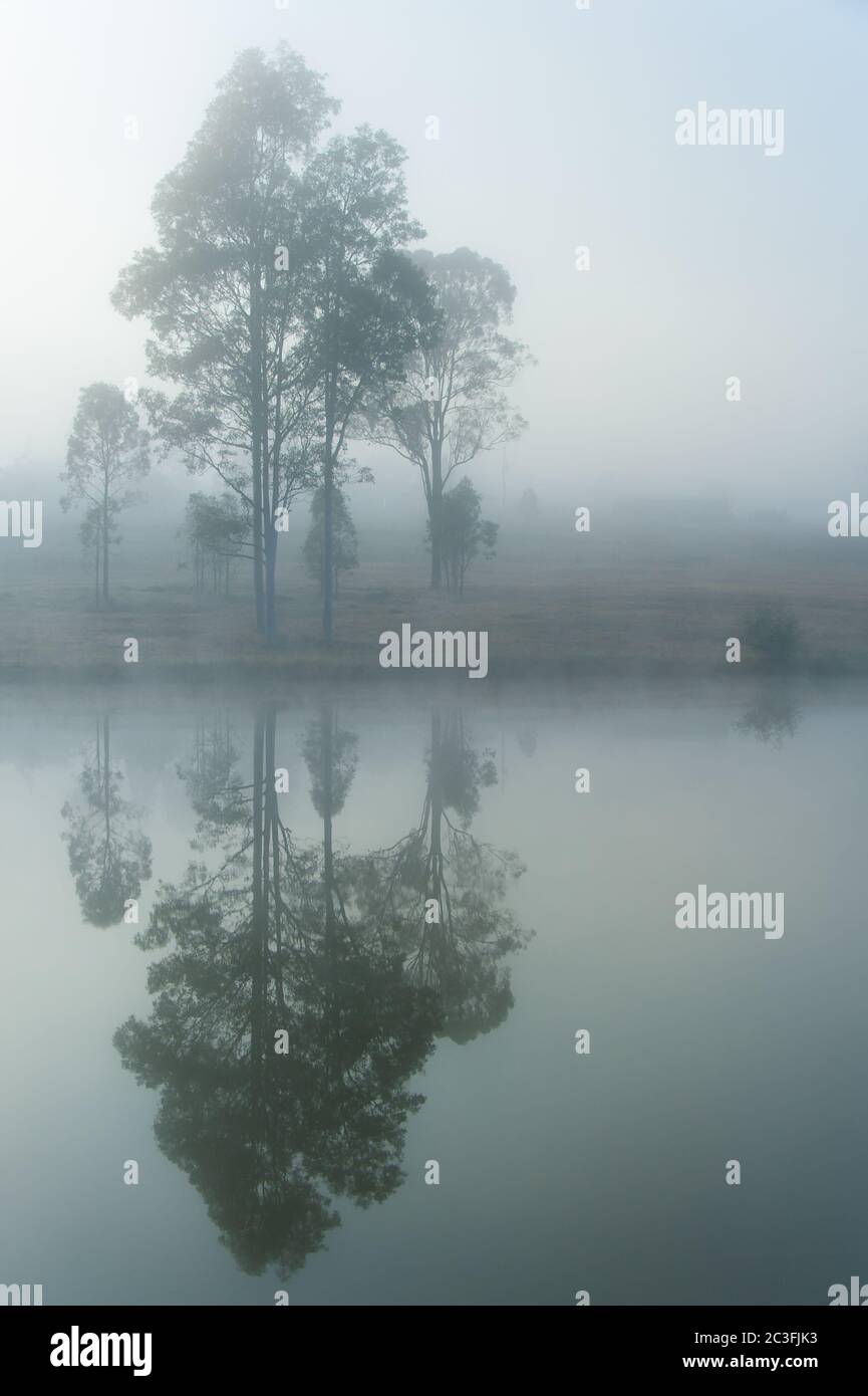 An einem nebligen Morgen im Hunter Valley in New South Wales in Australien spiegeln sich im ruhigen Wasser eines Staudamms Gummibäume. Stockfoto