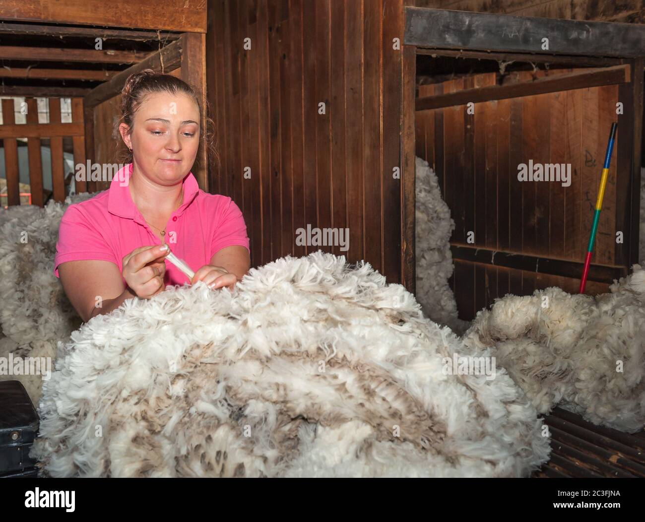 Eine junge Wollschücherin testet die Merinowolle-Faser zwischen ihren Fingern im Klassenzimmer in einem Wollschuppen in New South Wales, Australien. Stockfoto