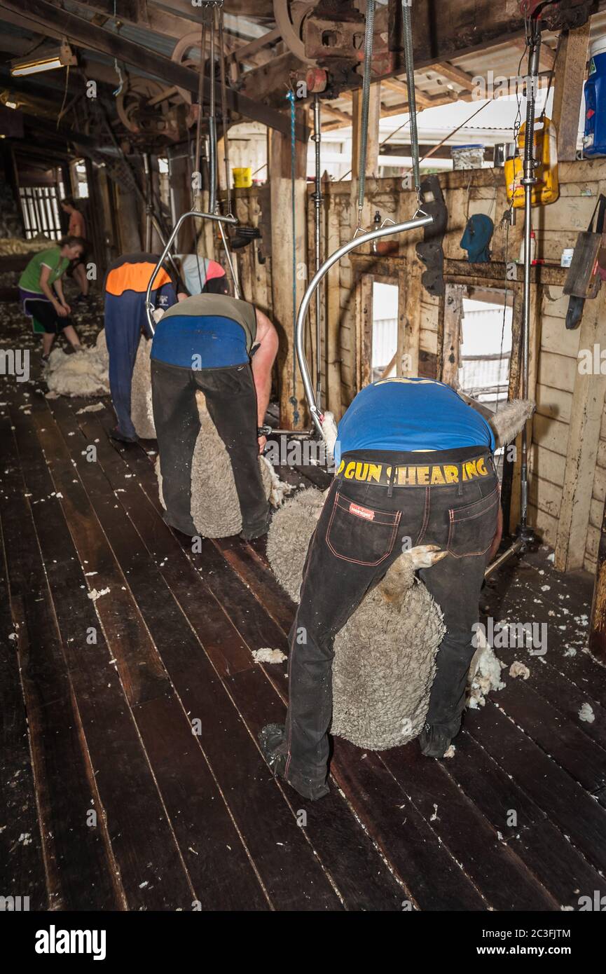 Vier Scherer und zwei Rausenstaus beugen sich ihrer Arbeit in einem alten, arbeitenden, traditionsreichen woolshed in New South Wales, Australien. Stockfoto