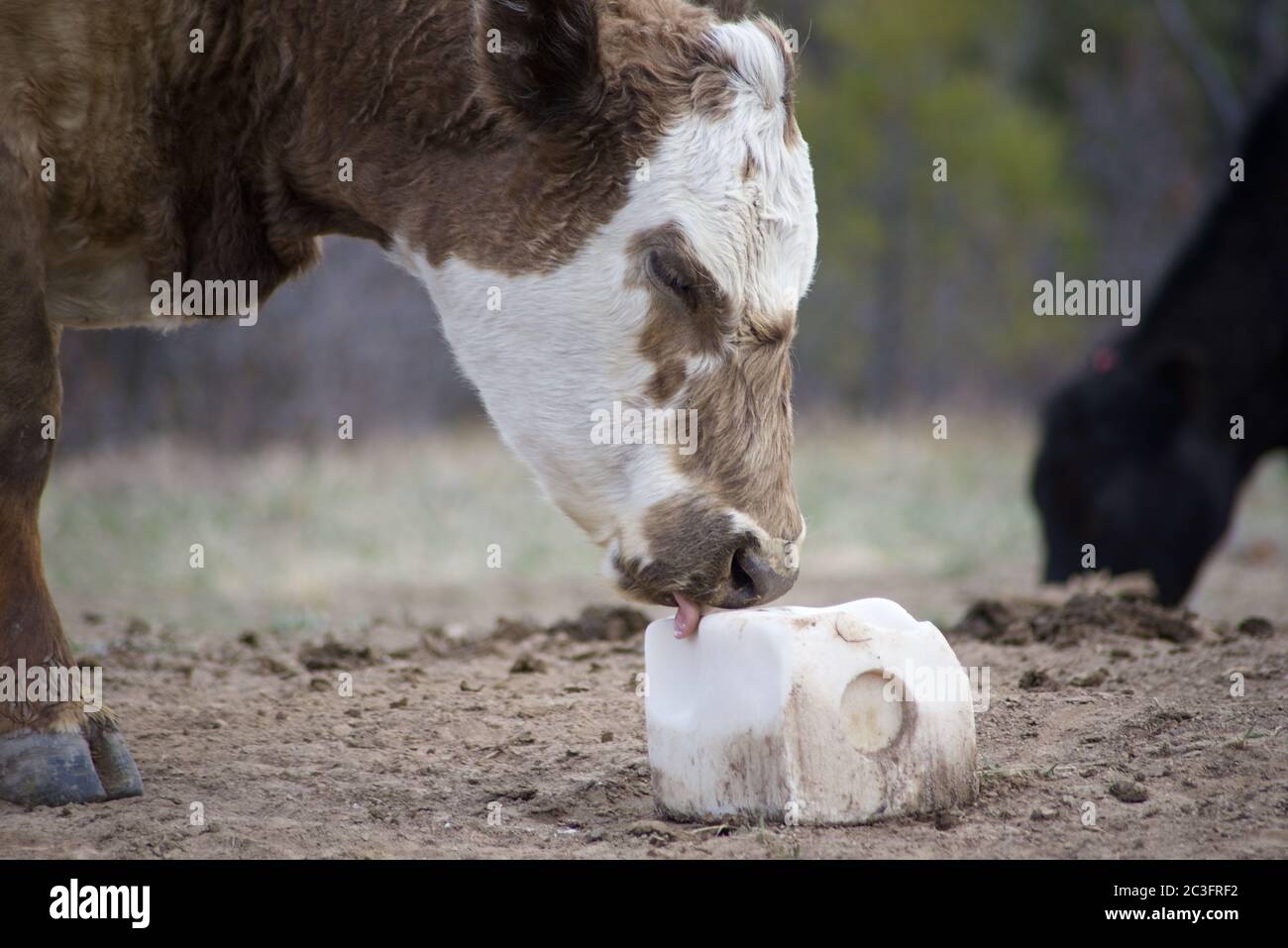 Eine braune und weiße Kuh leckt einen weißen Salzblock. Stockfoto