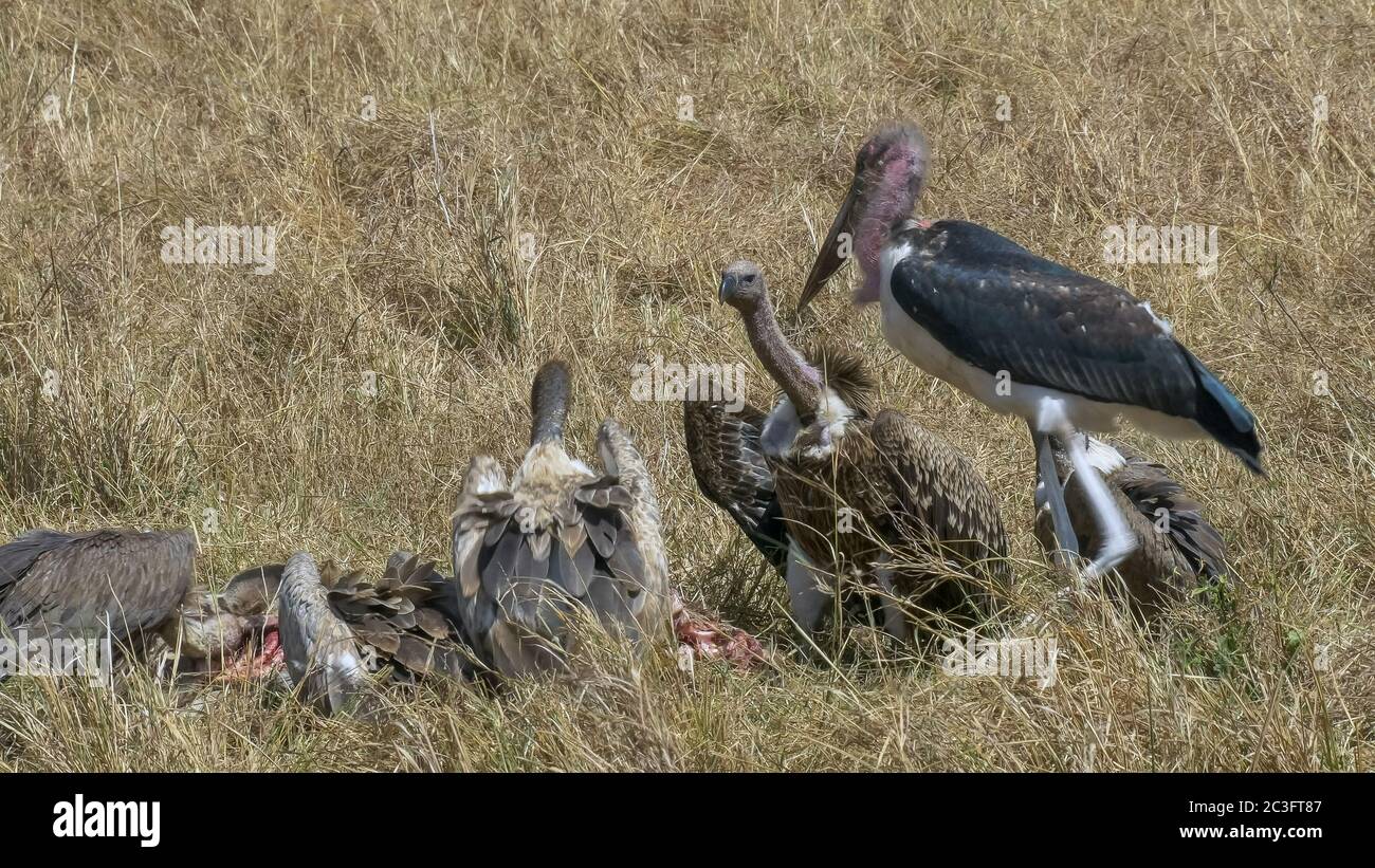Weite Schussaufnahme von Geiern, die sich auf einem toten Zebra in masai mara ernähren Stockfoto