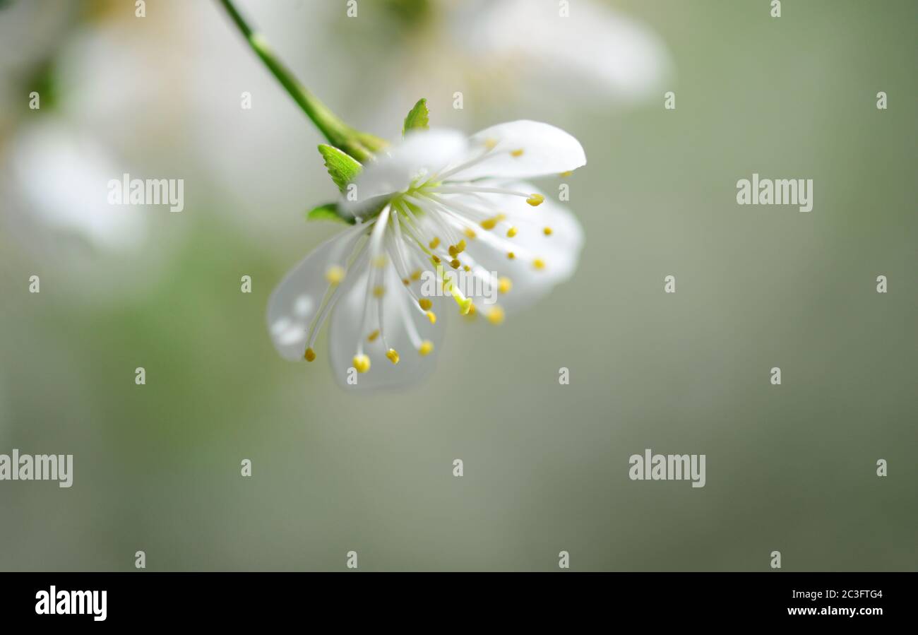 Saure Kirschbaumblume Stockfoto