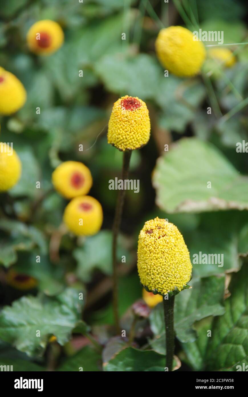 Frische blühende Parakresse Pflanze, Spilanthes oleracea Stockfoto