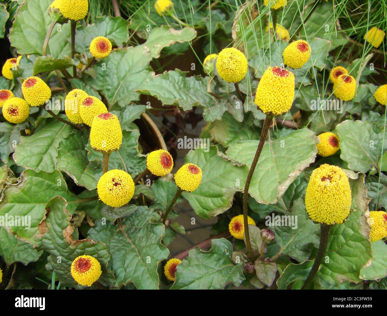 Frische blühende Parakresse Pflanze, Spilanthes oleracea Stockfoto