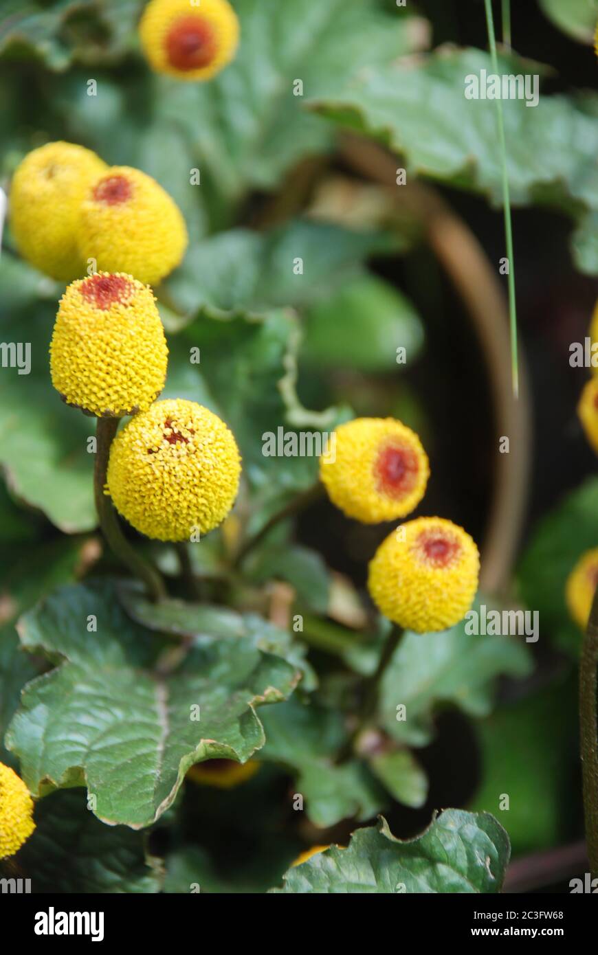 Frische blühende Parakresse Pflanze, Spilanthes oleracea Stockfoto