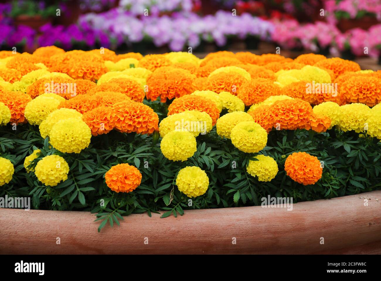 Ringelblumen, gemischte Farben (Tagesetes erecta, mexikanische Ringelblume) Stockfoto