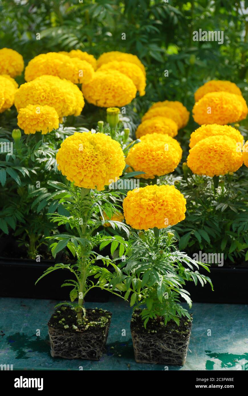 Ringelblumen (Tagetes erecta, mexikanische Ringelblume), Ringelblume Topfpflanze mit Wurzeln und schwarzem Tablett Stockfoto