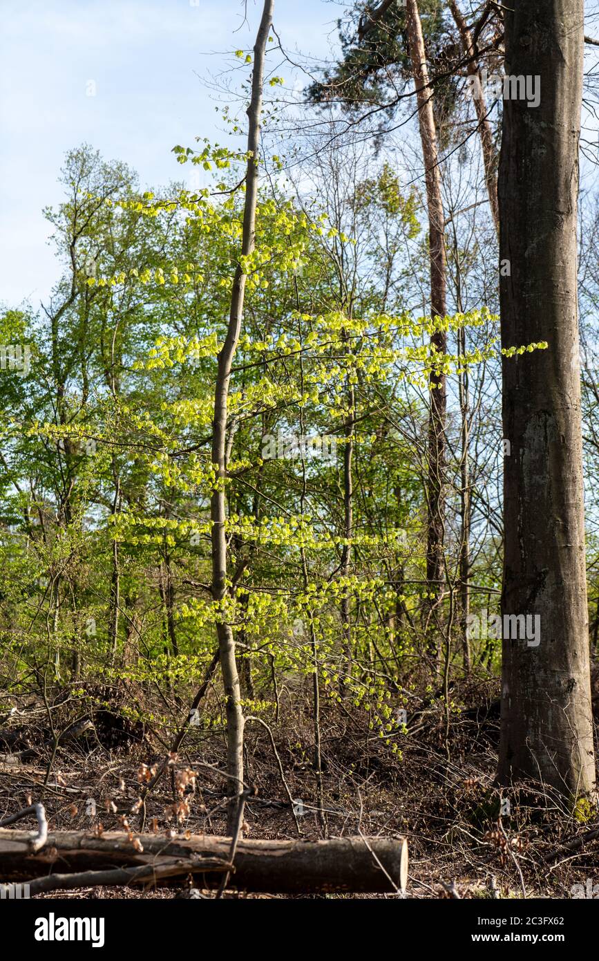 Sturmschäden und Trockenschäden im Wald Stockfoto