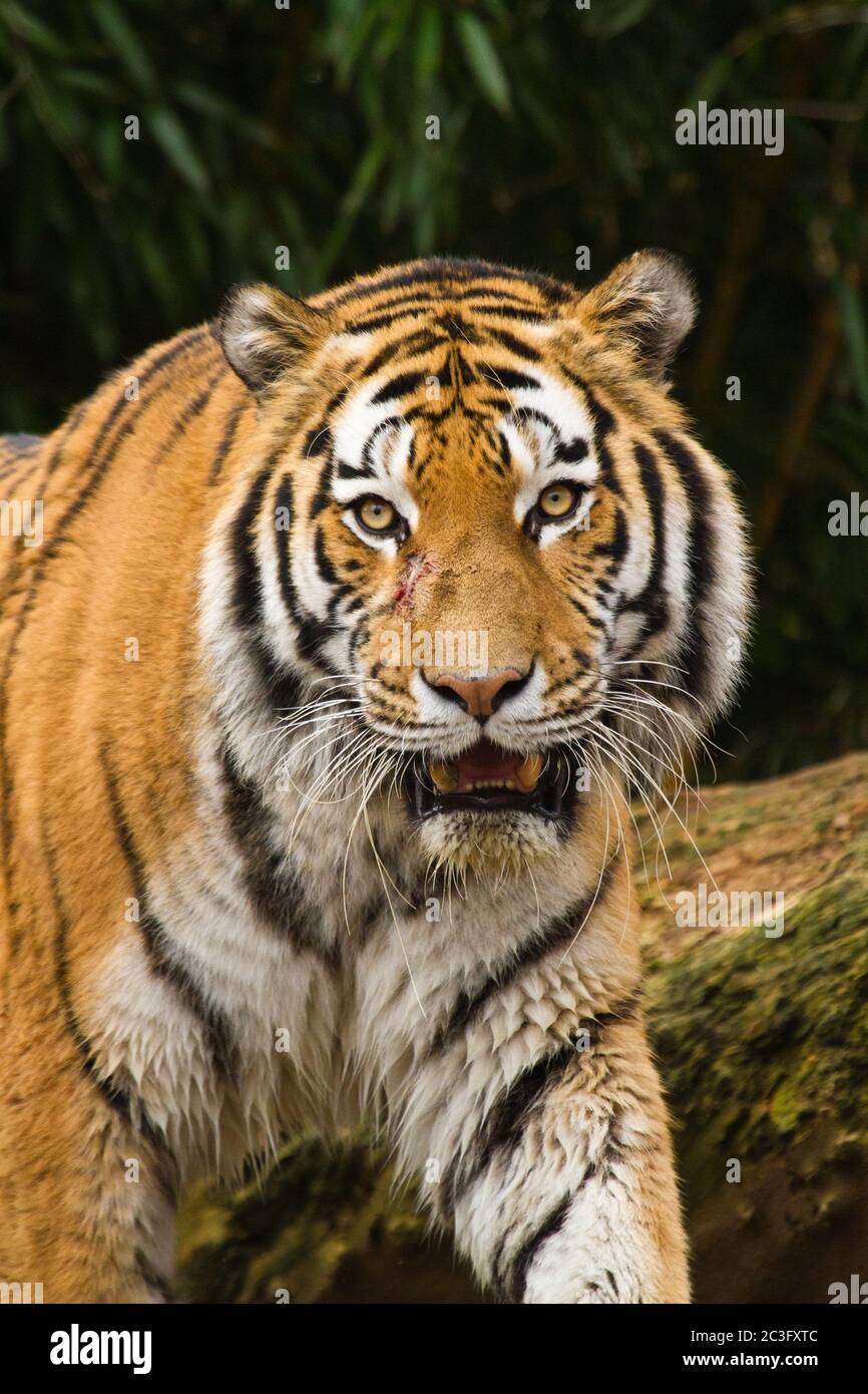 Sibirischer Tiger (Panthera Tigris Altaica) Stockfoto