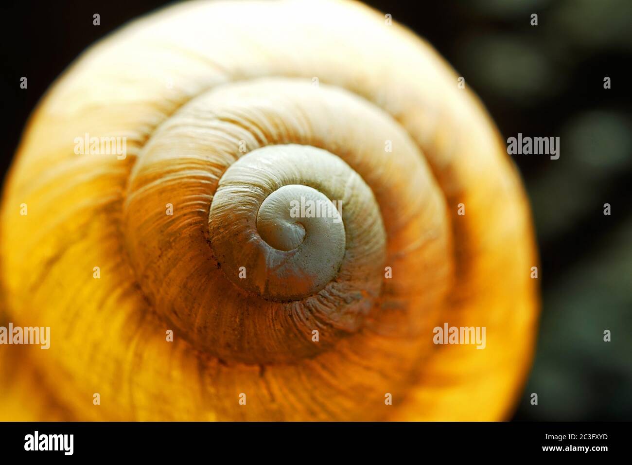 Abstrakt beleuchtete Ansicht einer Schneckenschale Stockfoto