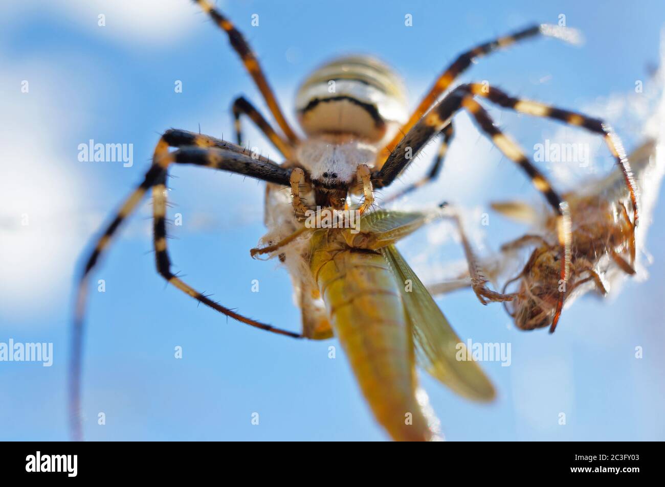 Wespenspinne mit einem gefangenen Heuschrecke Stockfoto