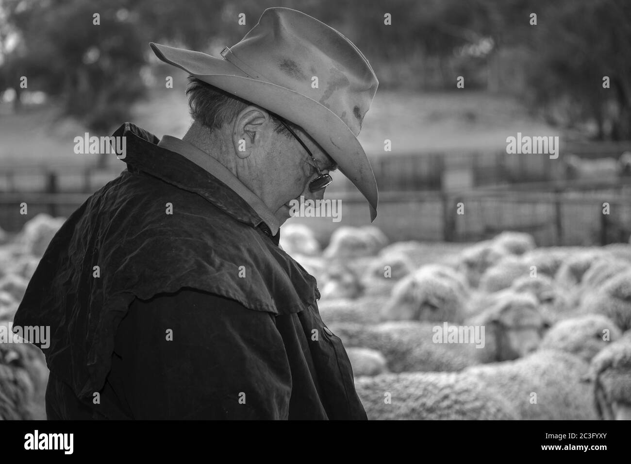 Der Manager der Schafstation hält mit einer Herde Schafe nachdenklich in einer Feder inne, bevor die Schur an der Laura Station in New South Wales, Australien, beginnt. Stockfoto