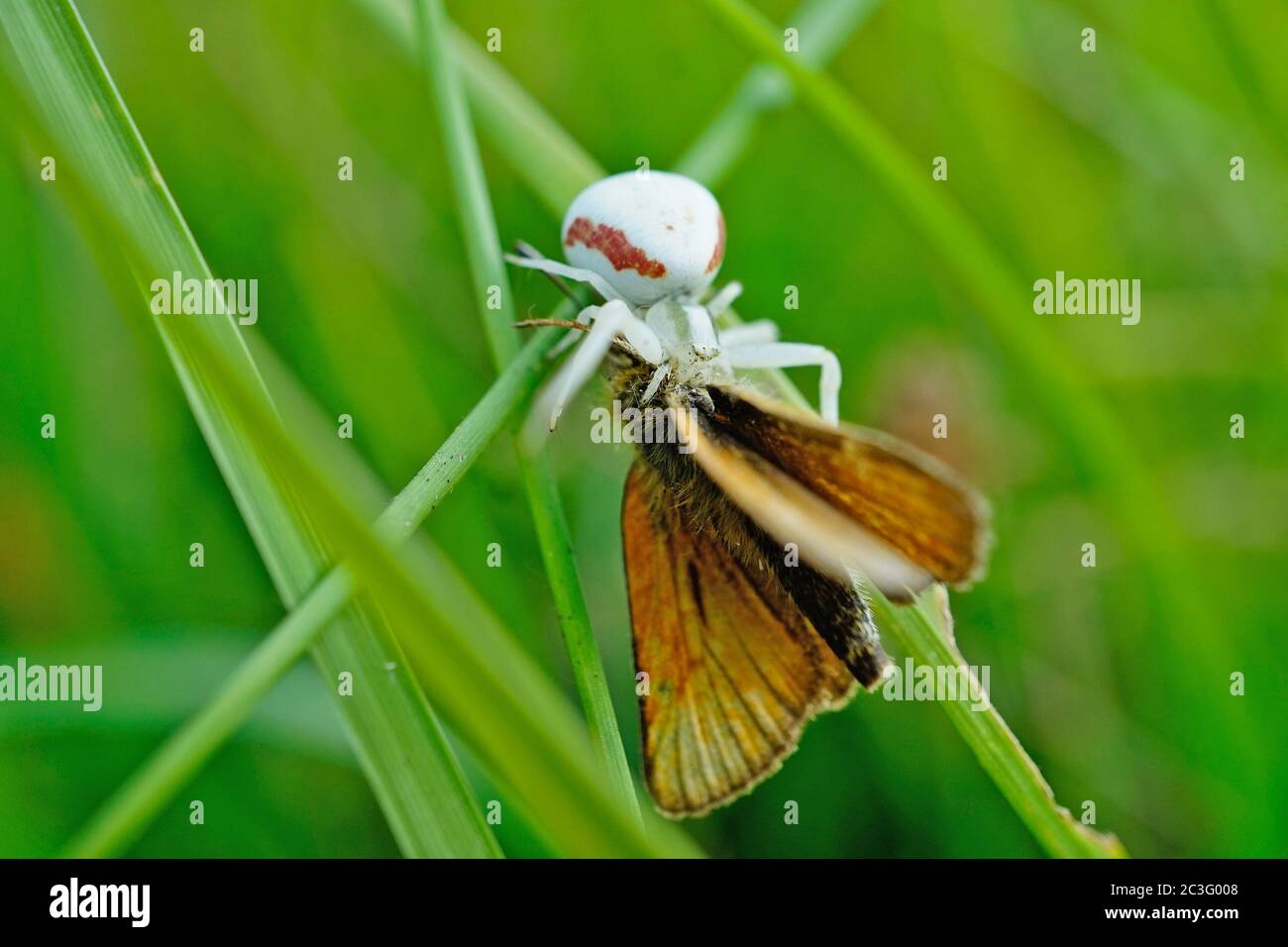 Krabbenspinne mit einem gefangenen großen Skipper Schmetterling Stockfoto