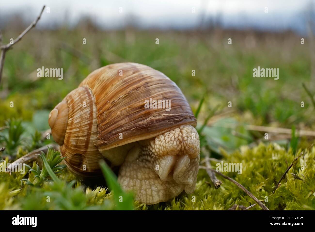 Gartenschnecke kriecht über Gras Stockfoto