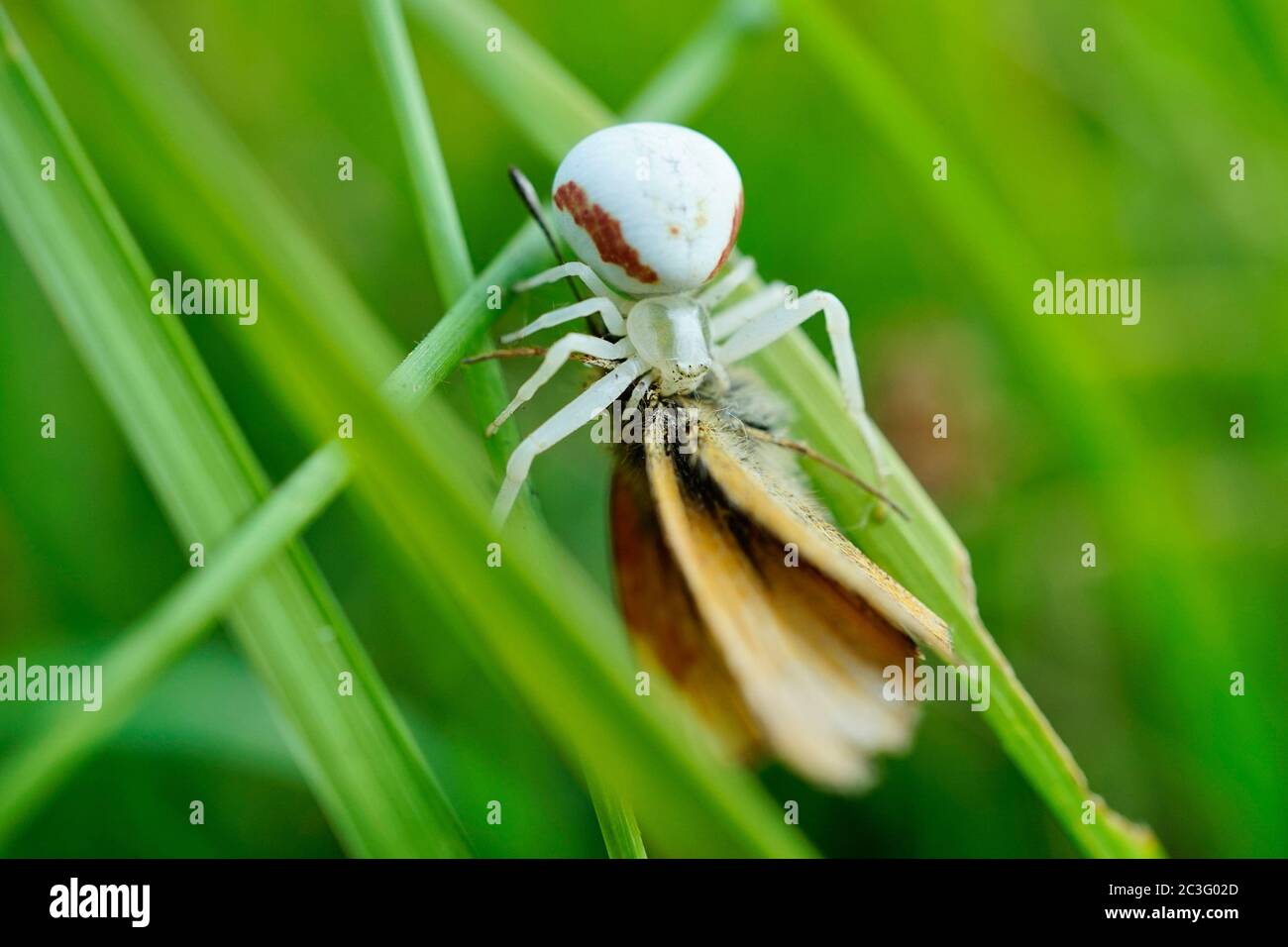 Krabbenspinne mit einem gefangenen großen Skipper Schmetterling Stockfoto