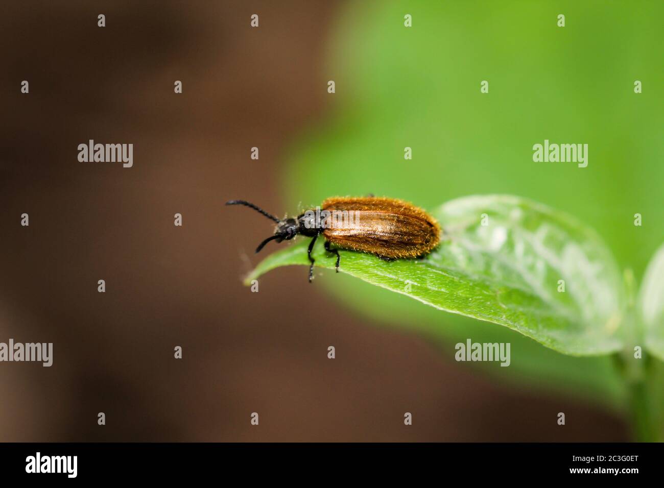 Ein Käfer auf einer Pflanze. Käfer sind Insekten. Stockfoto
