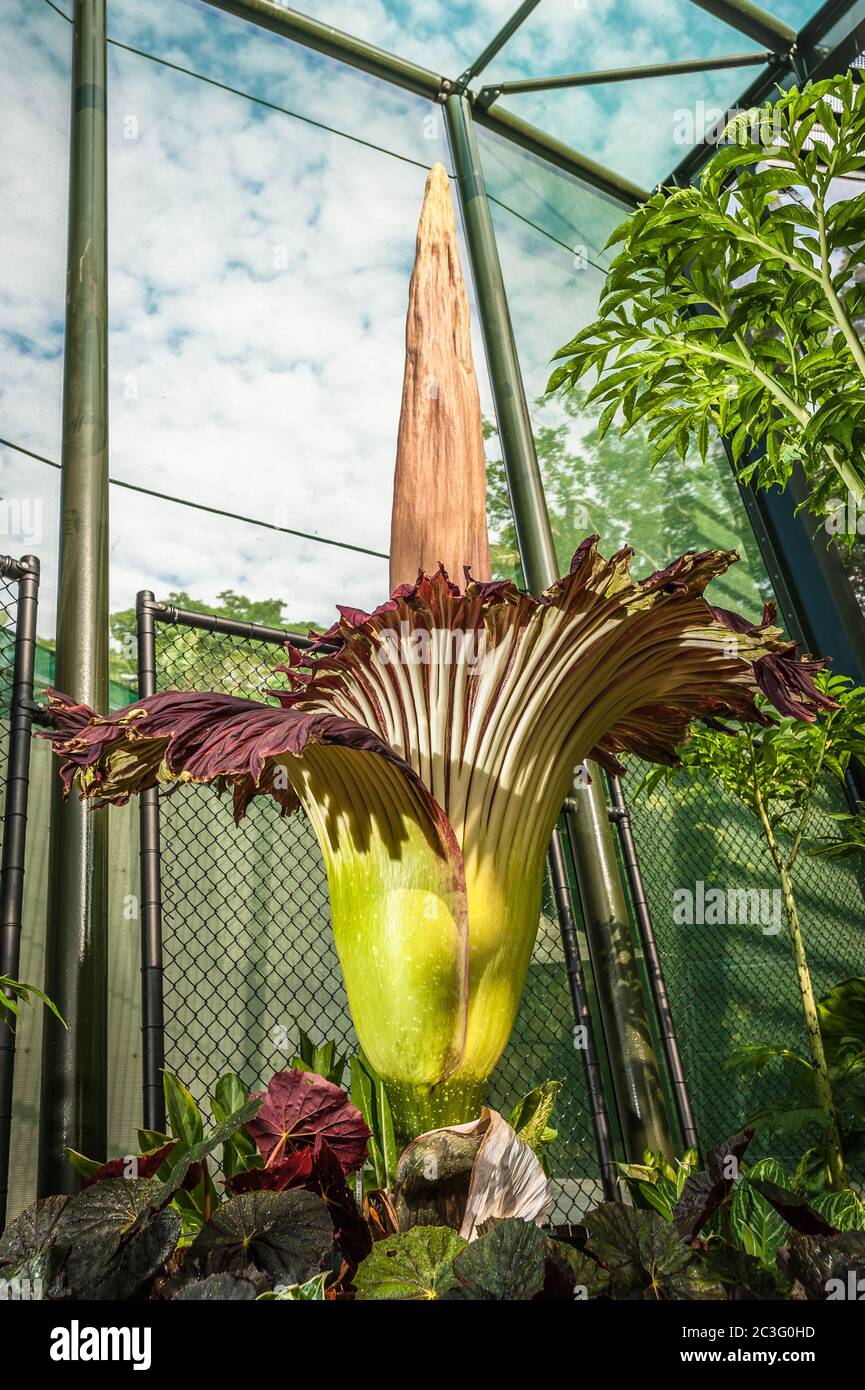 Die Corpse Flower (titanum arum) in ihrem Höhepunkt der Blüte im Botanischen Garten von Cairns in Queensland, Australien. Stockfoto