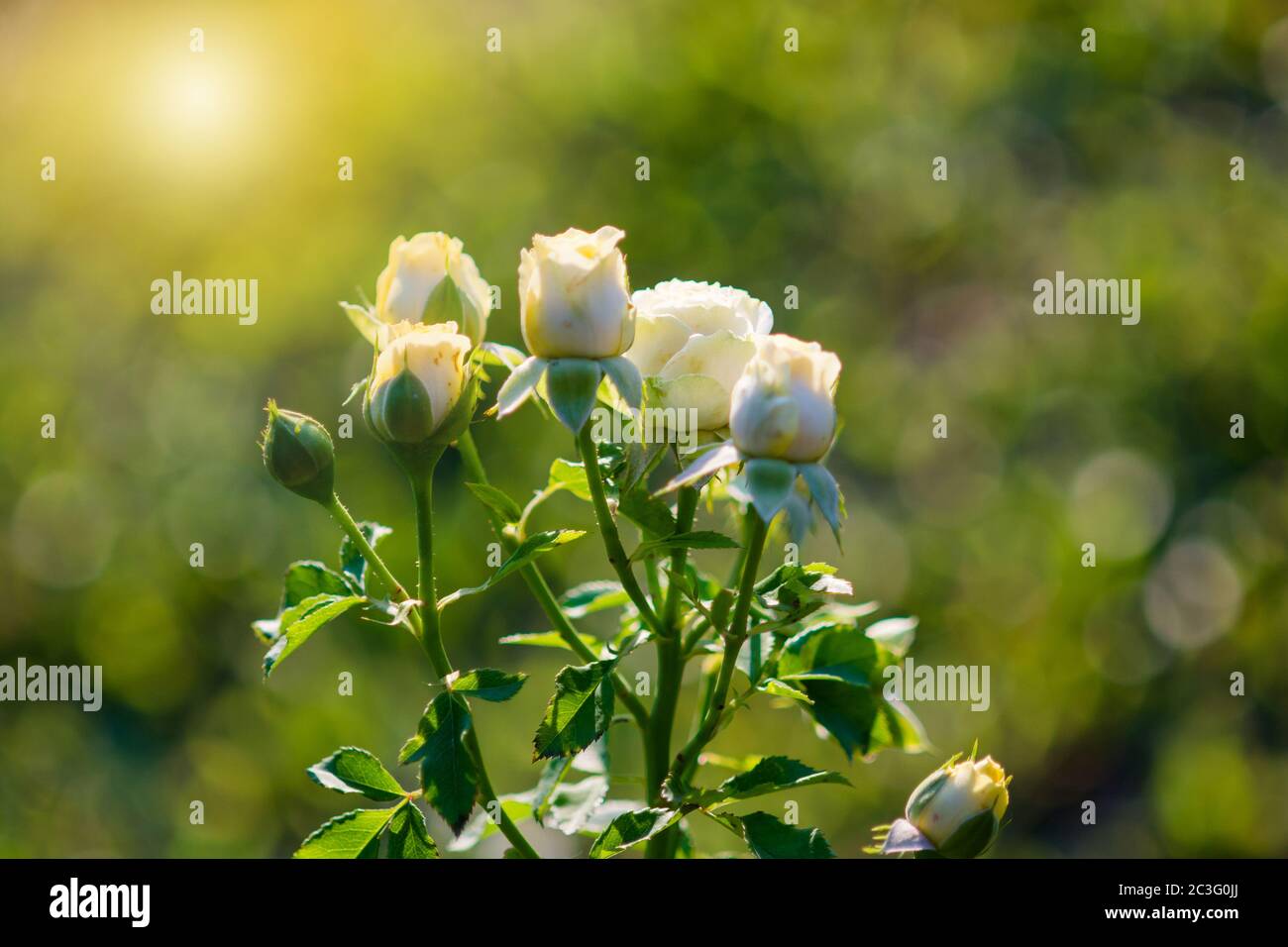 Rose und warmes Licht im Garten Hintergrund, schöne Momente der Liebe und glückliches Leben. Stockfoto