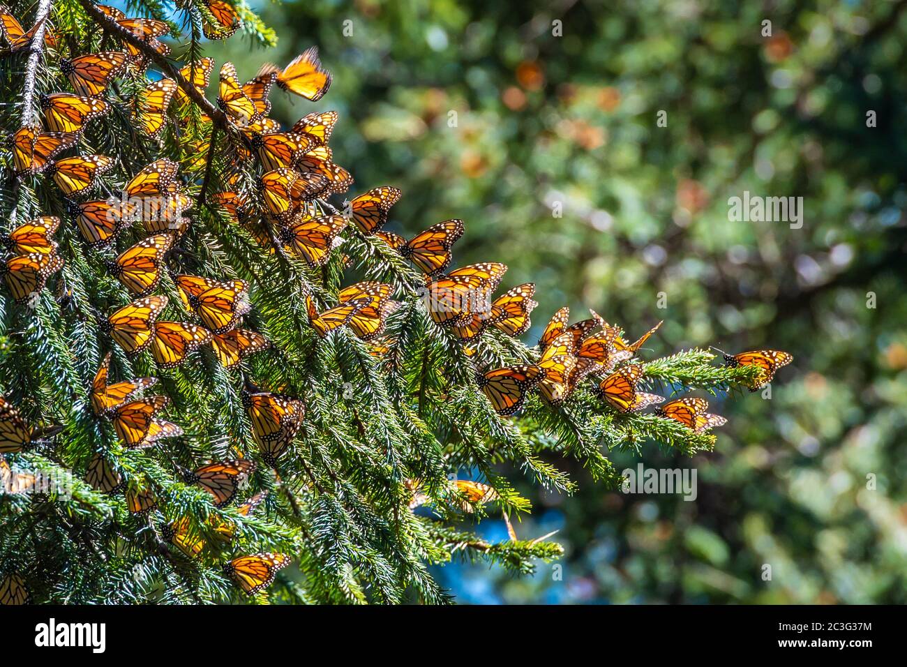 Monarch Butterfly Biosphärenreservat in Michoacan, Mexiko Stockfoto