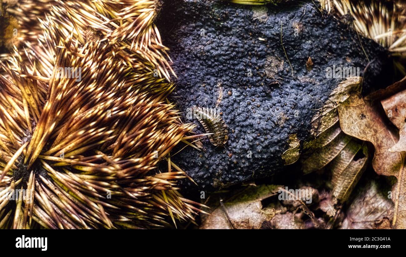 Toter Igel Karkass im Wald mit AaskäferLarve Stockfotografie Alamy
