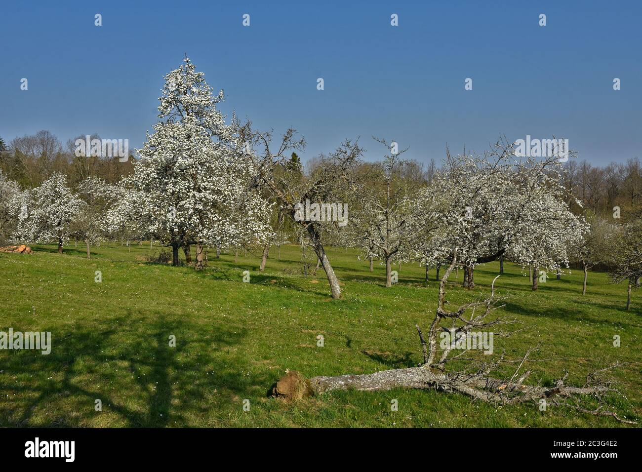 Wiesengarten mit blühenden Obstbäumen Stockfoto