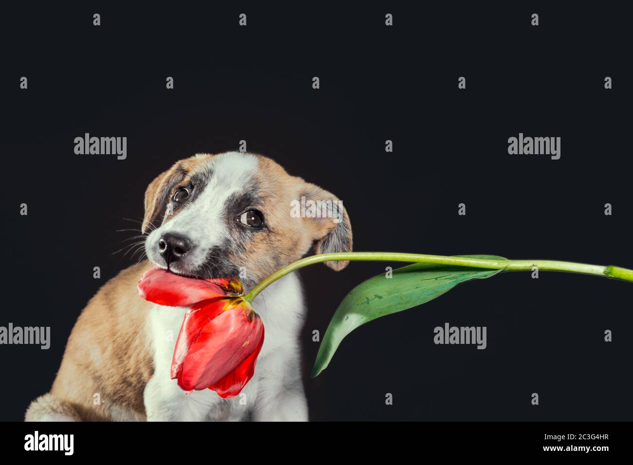 Piebald Welpen halten in den Zähnen eine Tulpe Blume auf dunklem Hintergrund Stockfoto