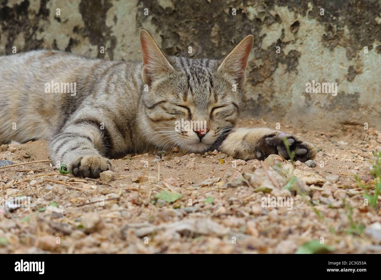 Eine junge Katze schläft auf dem Boden mit gespreizten Beinen Stockfoto