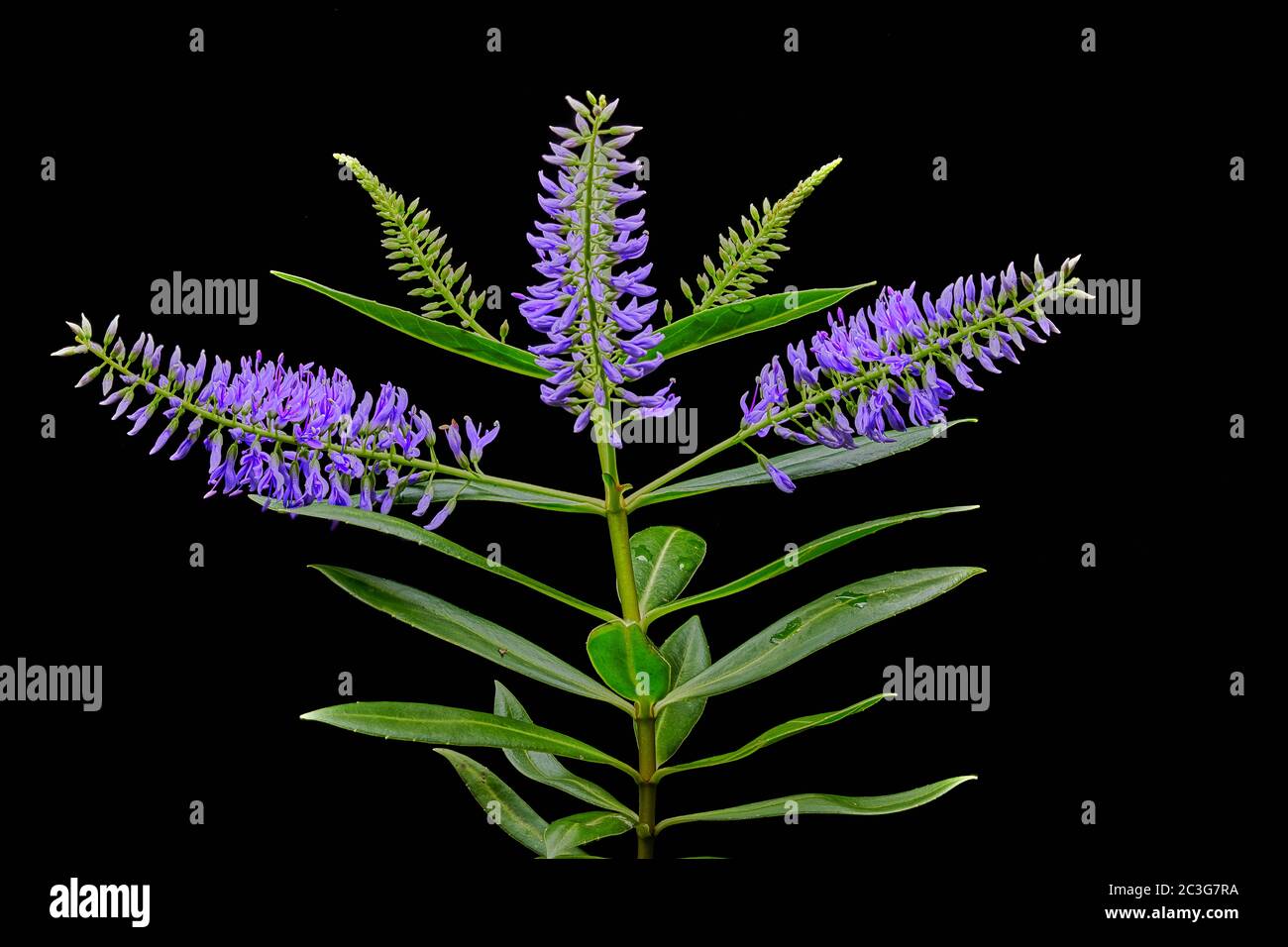 Veronica salicifolia hebe veronica salicifolia hebe Fotos und