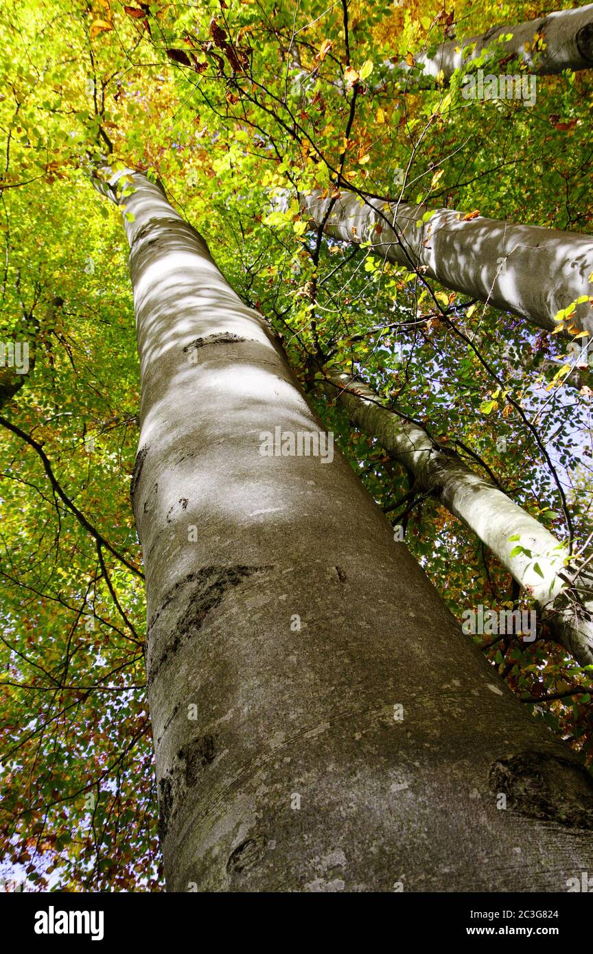 Wunderschön gewachsene Buchen mit herbstlichem Baldachin Stockfoto