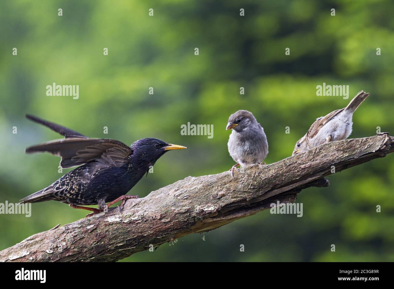 Gewöhnlicher Sternling in der Zucht Gefieder und Jungtiere Hausspatzen Stockfoto