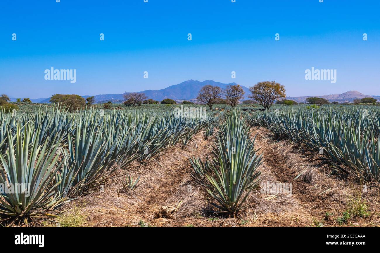 Blue Agave Field in Tequila, Jalisco, Mexiko Stockfoto