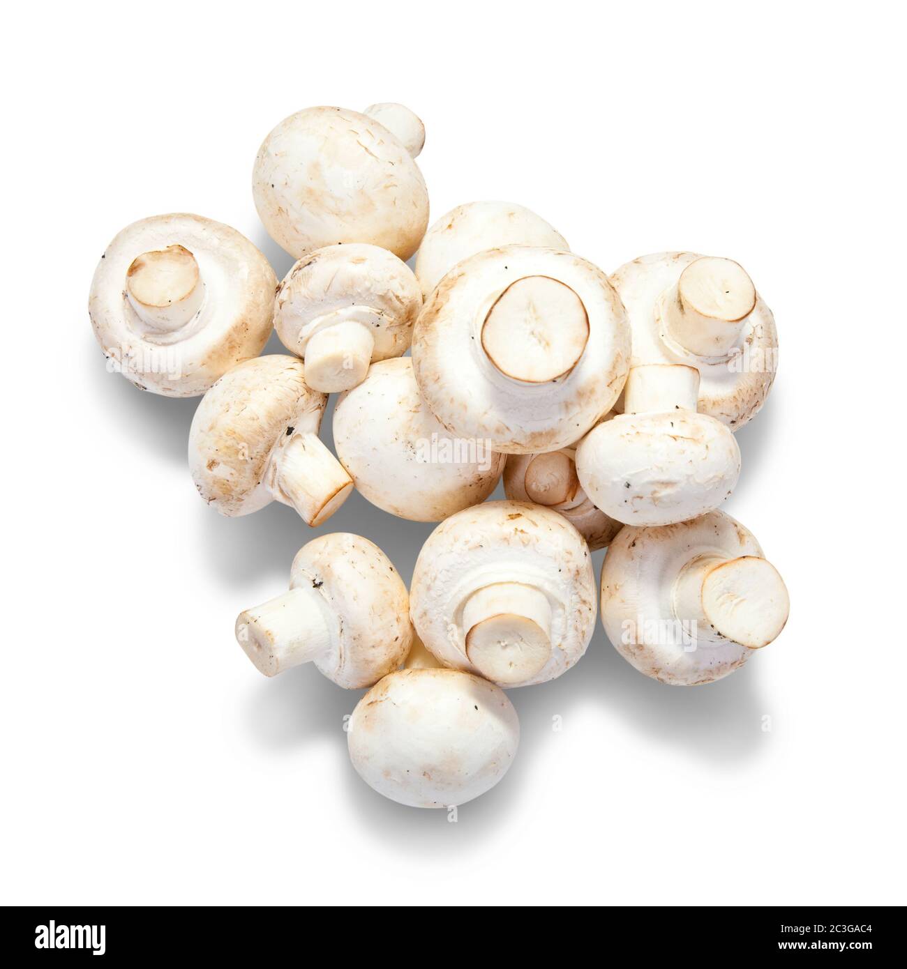 Champignon-mushroom Stockfoto