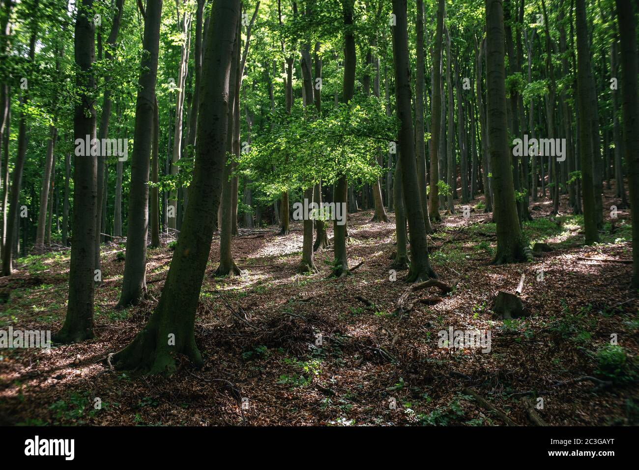 Sonnenstrahlen im tiefen Buchenwald. Konzept für die Wander-, Reise- und Holzwirtschaft. Stockfoto
