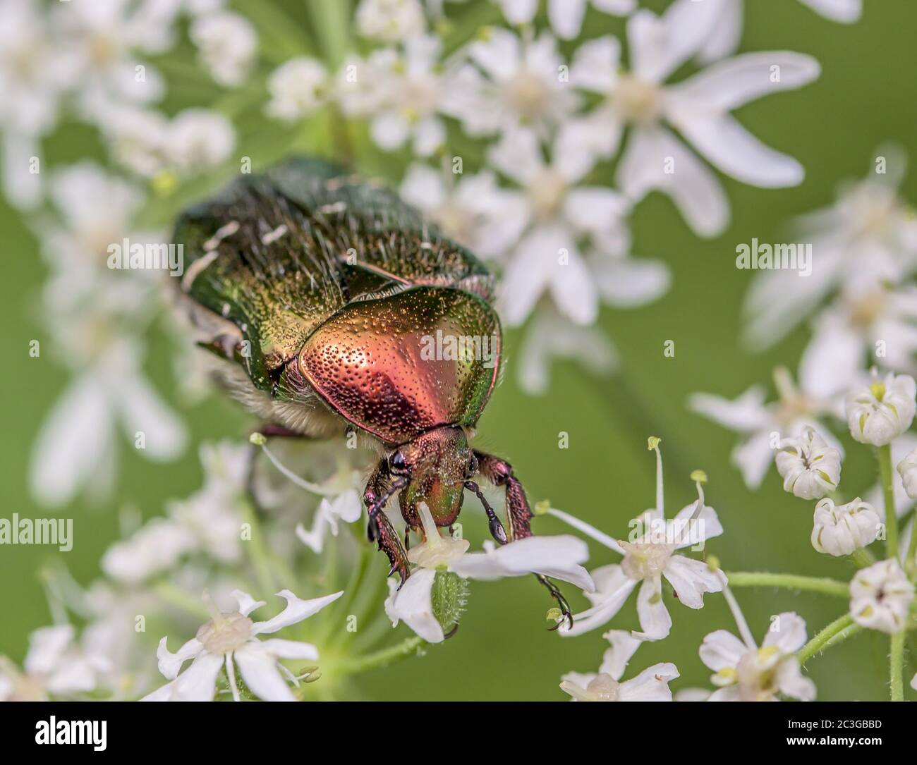 Grüner Rosenchafer 'Cetonia aurata' Stockfoto