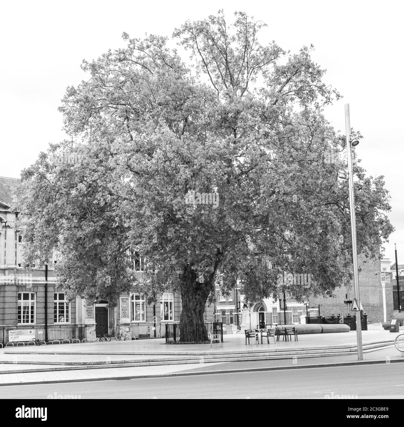 Plane Tree auf dem Windrush Square Stockfoto