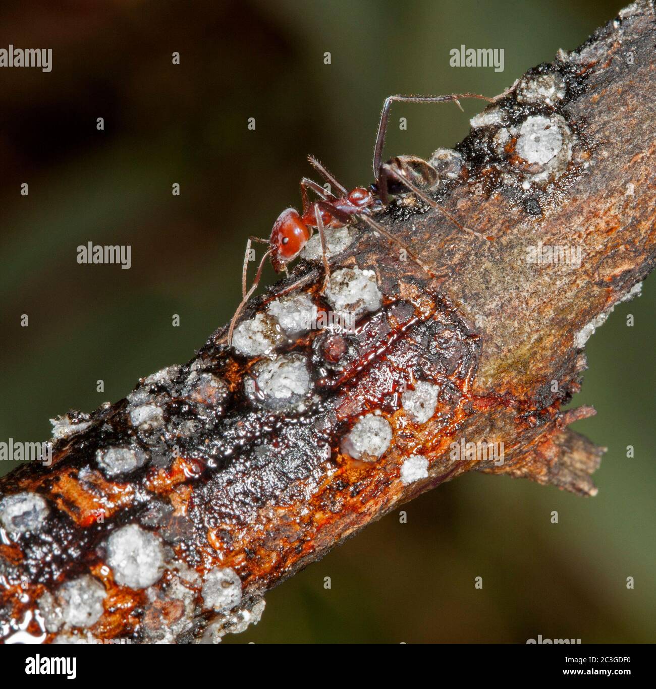 Große rote und schwarze Ameisen, die sich auf Schuppe Insekten auf Zweig des Strauches vor dunkelgrünem Hintergrund ernähren Stockfoto