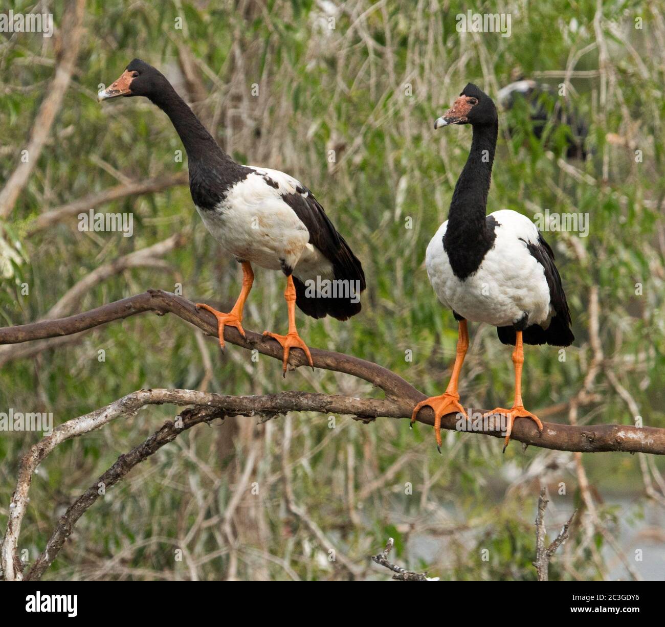 Zwei Elster-Gänse, Anseranas semipalmata, thront auf einem Zweig von Baum mit Hintergrund von grünem Laub, in Queensland Australien Stockfoto