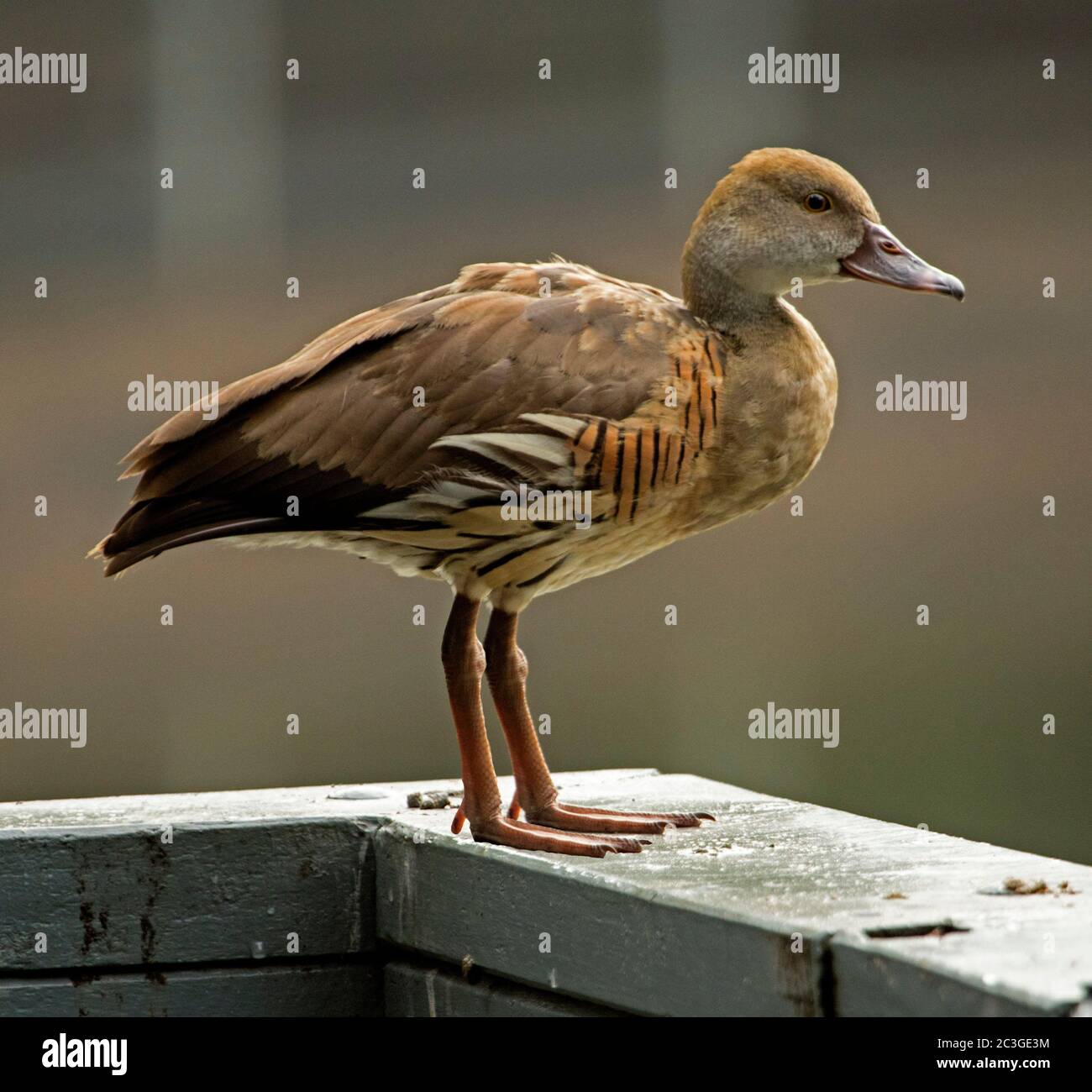 Schöne gefleckte Pfeifente, Dendrocygna eytoni, auf Holzgeländer vor einfachem Hintergrund in Australien Stockfoto