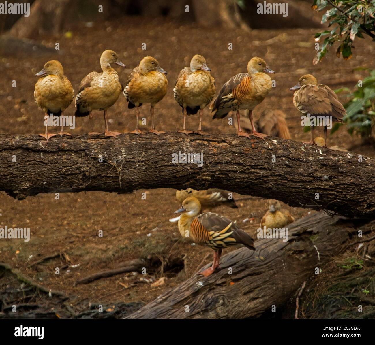 Gruppe von schönen plumed pfeifenden Enten, Dendrocygna eytoni, thront in einer Reihe auf einem Log in Australien Stockfoto