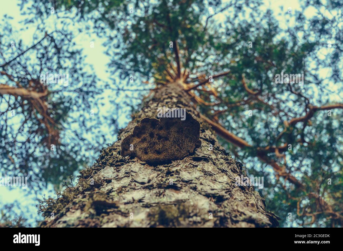 Stamm von Kiefer mit wachsenden Holzpilz. Ansicht von unten. Stockfoto