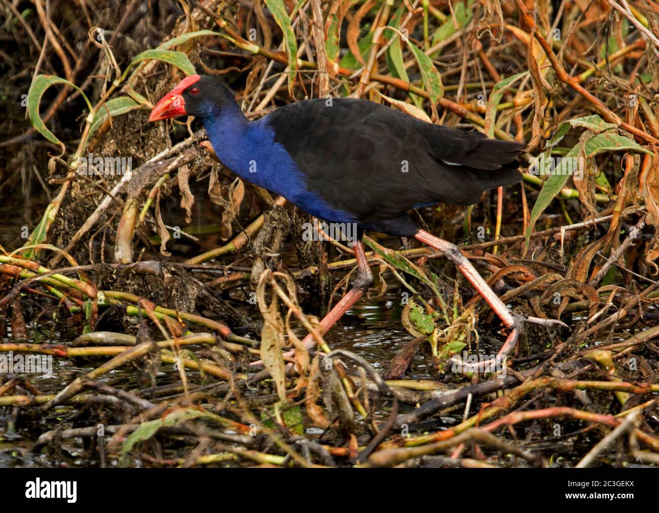 Purple Swamphen, Porphyrio porphyrio, watend durch Vegetation neben See in städtischen Parklands in Australien Stockfoto