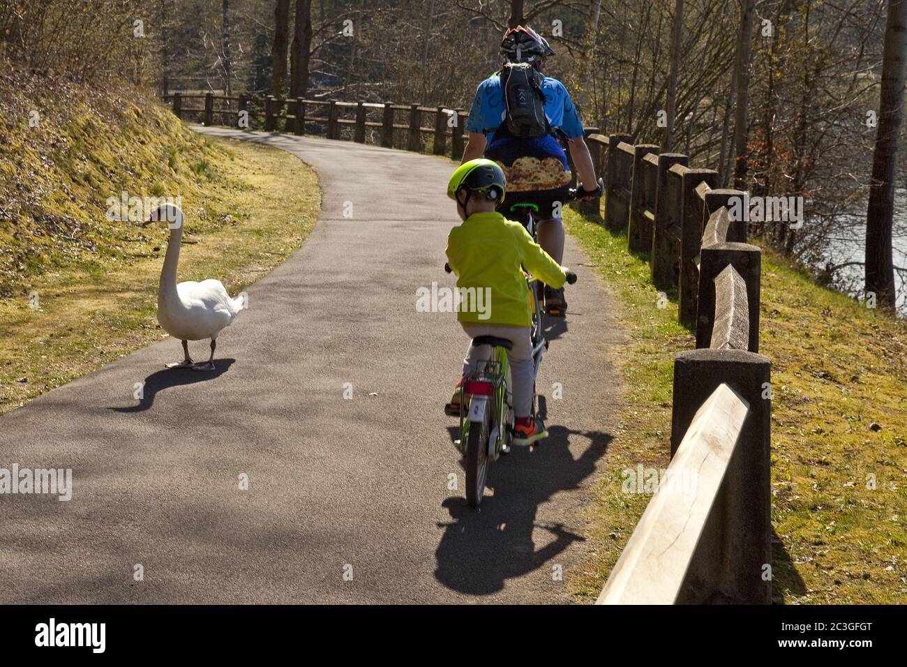 Ein Schwan und Radfahrer unterwegs bei der Listertalsperre, Drolshagen, Sauerland, Deutschland, Europa Stockfoto