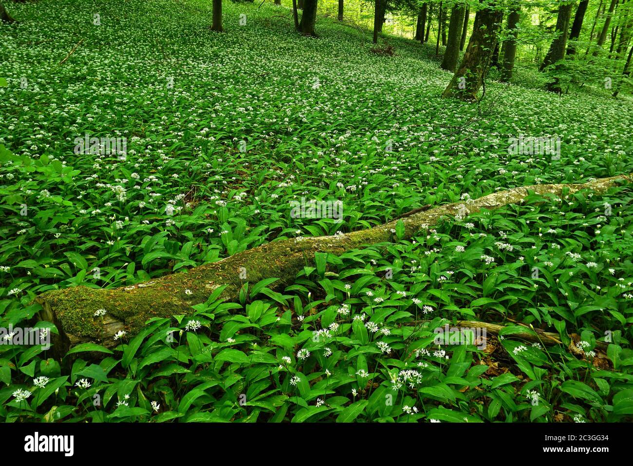 Holzknoblauchzehen im Laubwald, Stockfoto