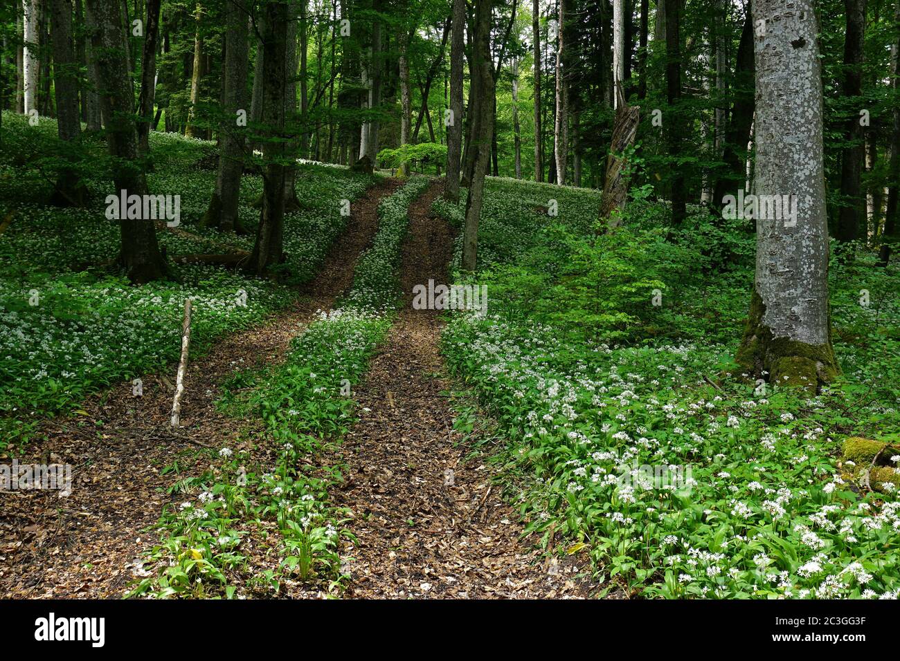 Waldweg mit Bärlauch im Laubwald, Stockfoto