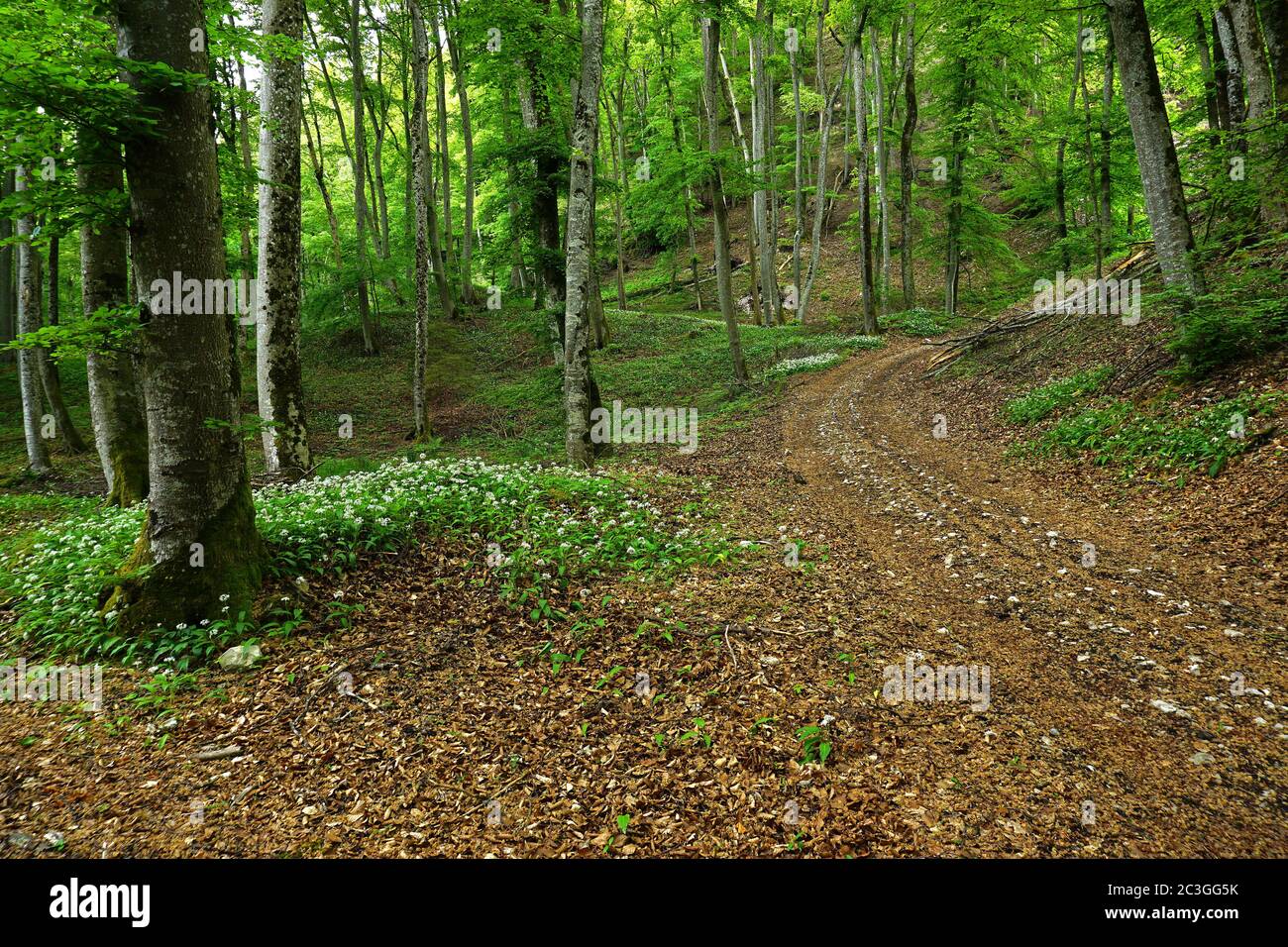 Holzknoblauchzehen im Laubwald, Stockfoto